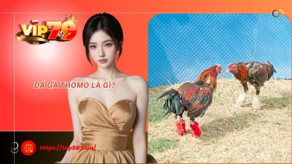 Đá gà thomo là gì?